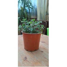 Thyme Pot