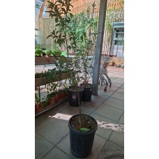 Kumquat Tree 
