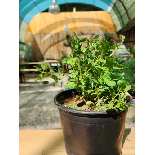 Mint pot