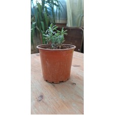 Lavender Pot