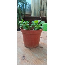 Petunia Pot