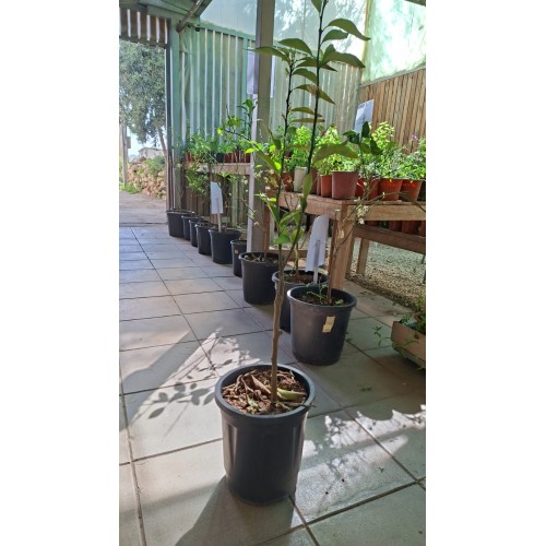 Clementine Tree 