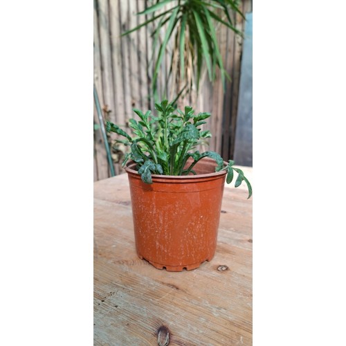 Ox-eye Daisy Flower Pot