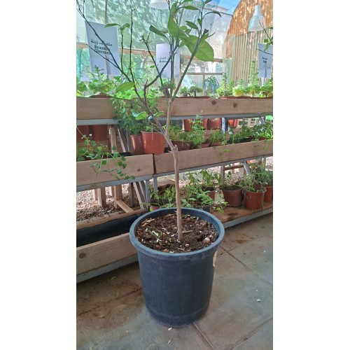 Valencia Orange Tree 
