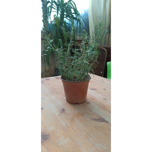 Rosemary Pot