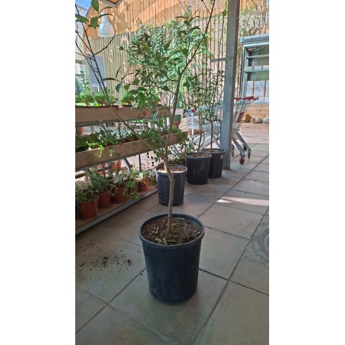 Lemon Tree 