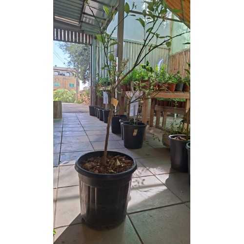 Shamouti Orange Tree 