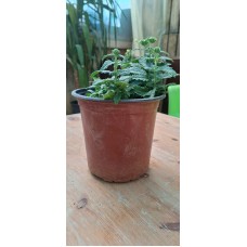 Verbena  Pot