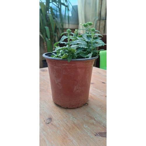 Verbena  Pot