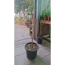 Pomelo Tree 