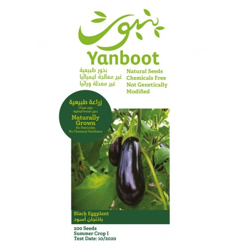Black Eggplant Seeds
