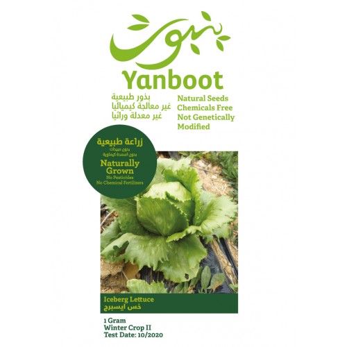 Iceberg Lettuce Seeds