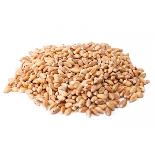 Whole Wheat