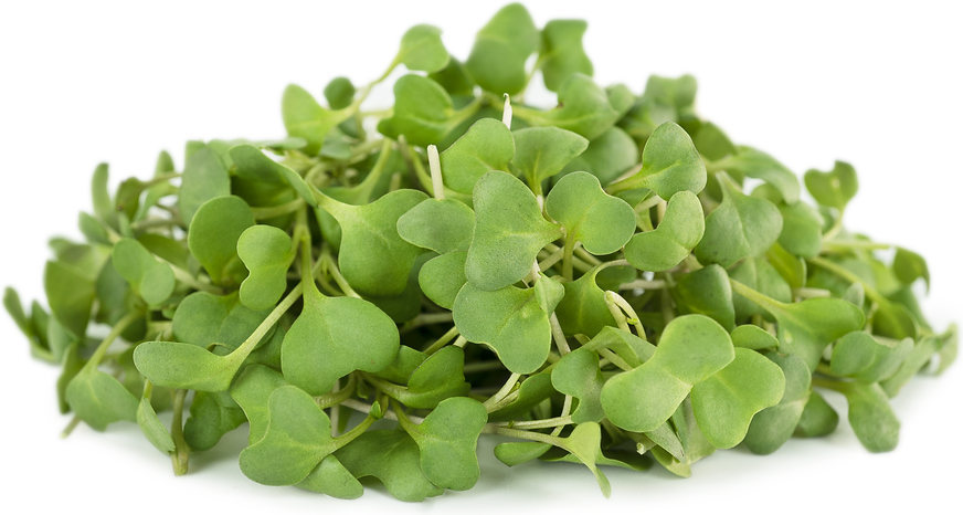 Broccoli Micro-Greens/Pack