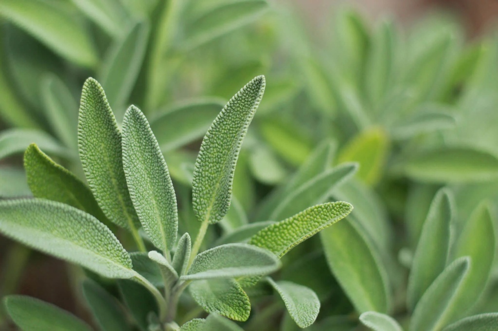 Organic Green Sage