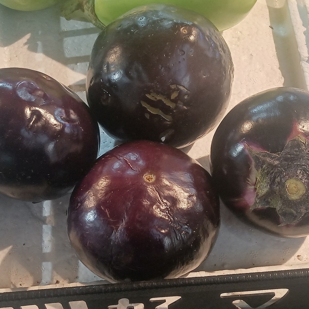 Org Eggplant باذنجان